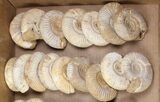 Lot: Lbs Perisphinctes Ammonite Fossils - Pieces #103888-1